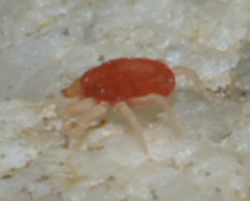 Cyta sp. (Bdellidae) - Rende (CS)